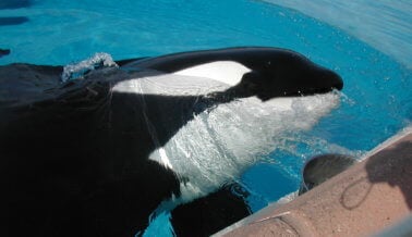 Las seis principales formas en que SeaWorld arruinó la Navidad