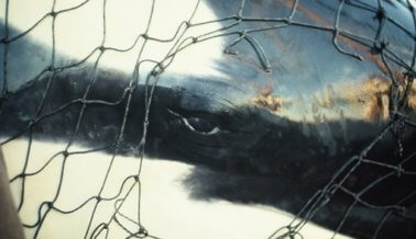Celebridades protestan en Miami Seaquarium para liberar a la orca Lolita