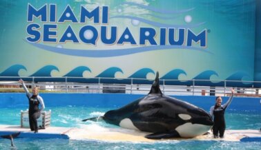 La Demanda de PETA a Miami Seaquarium Vuelve al Tribunal