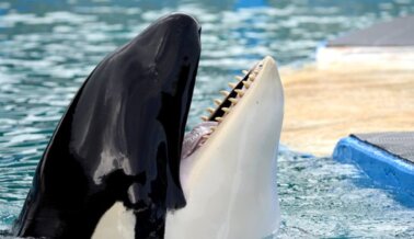 12 Cosas Que Lolita Quisiera Que Supieran Los Que Visitan Miami Seaquarium