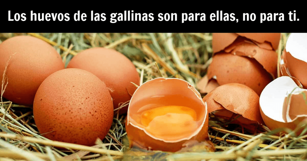 Los huevos de las gallinas