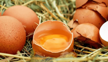 Huevos de ‘Gallina de Patio’: ¿Una Opción Más Bondadosa o Puro Especismo?