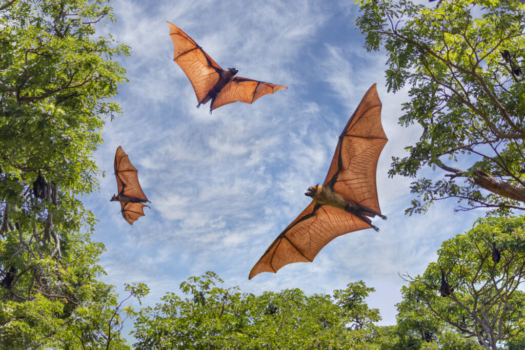 Los murcielagos