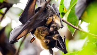 Los Murciélagos Están Tratando de Decirnos Algo: Empecemos a Escuchar