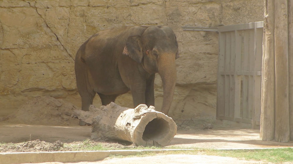 lucky_solitary_elephants