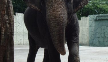 Mali la Elefanta Del Zoológico de Manila Necesita tu Ayuda