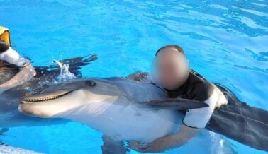 Estos Hoteles del Área de San Diego Apoyan el Abuso de Delfines. ¡Actúa Ahora!