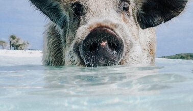 Sufrimiento y muerte: lo que instagram no muestra de ‘pig beach’