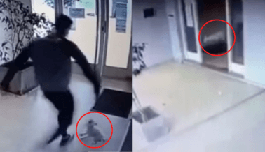 VIDEO: El Ataque a Patadas a la Perrita Mía No Debe Quedar Impune VIDEO: El Ataque a Patadas a la Perrita Mía No Debe Quedar Impune