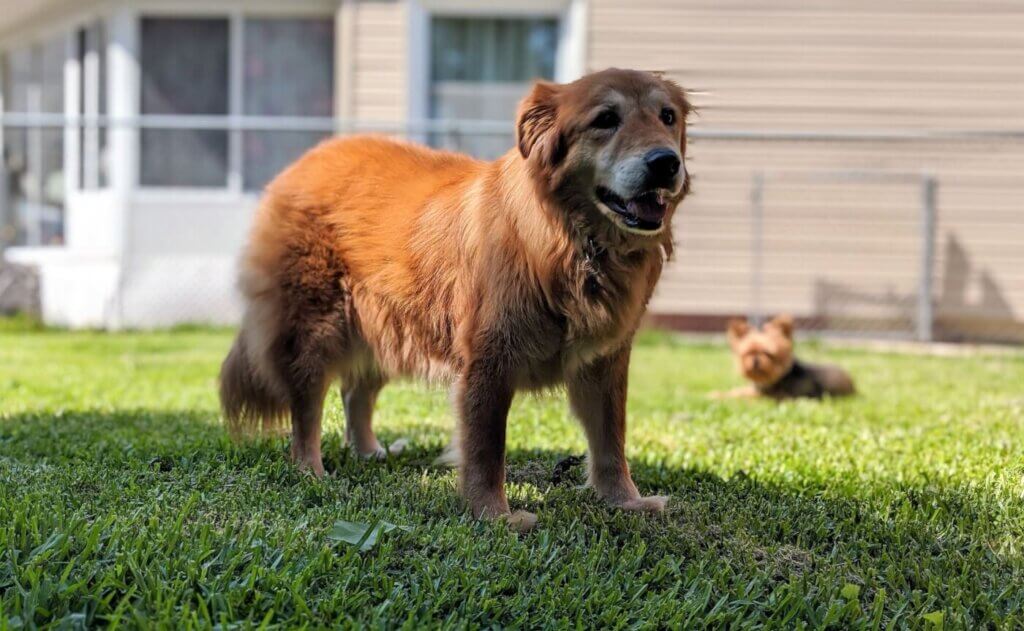 Mingo the dog after rescue by PETA