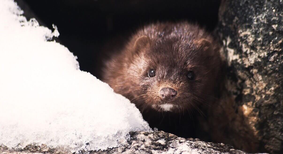 Pretty brown mink behind snowy rock