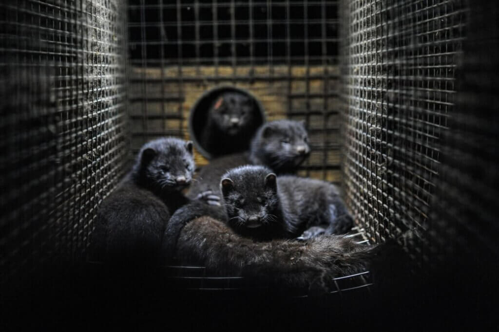 Mink in a cage on a fur farm