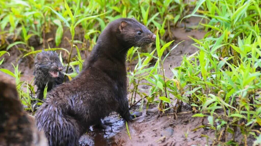 Mink in Nature