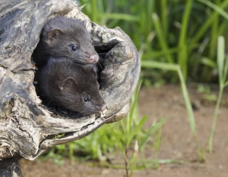 Mink in Nature