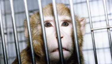¿Cuáles Son las Desventajas de la Experimentación Animal? PETA Pone al Descubierto la Crueldad en los Laboratorios