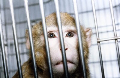 mono enjaulado en laboratorio