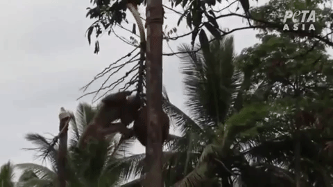 Monkey harvesting coconut in tree