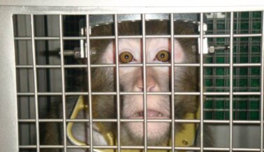 Monos Mutilados Forzados a Levantar Pesas Tras Espantosa Cirugía Cerebral