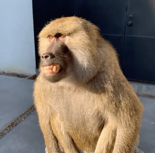 Baboon grimacing