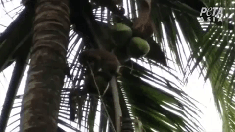 Monkeys forced to pick coconuts