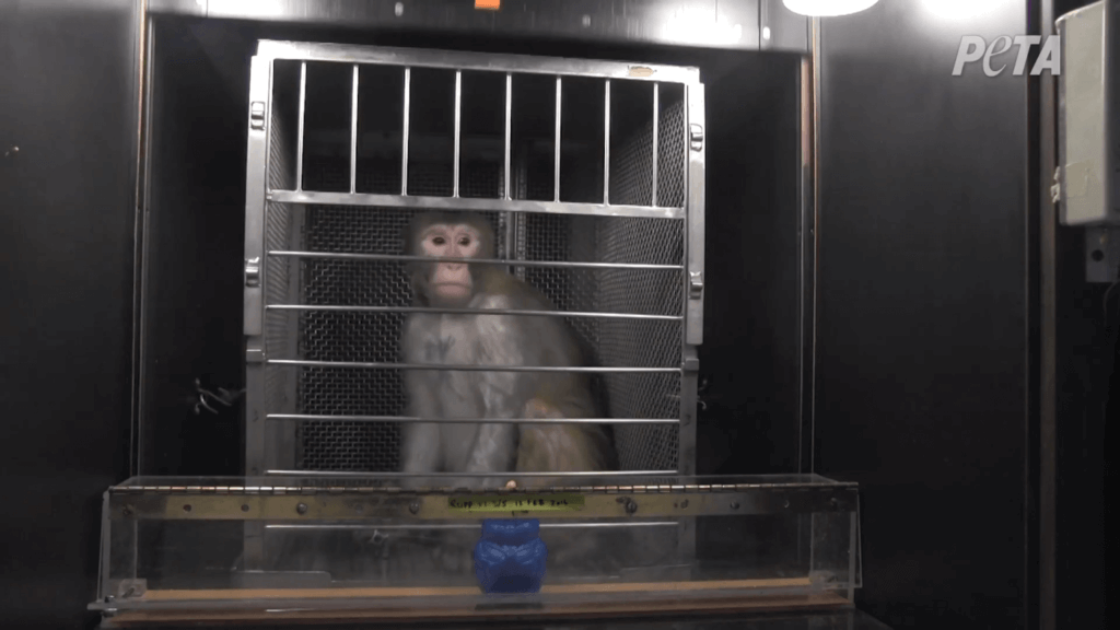 Monkey used in experiment