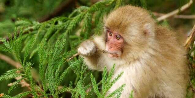 monkey istock