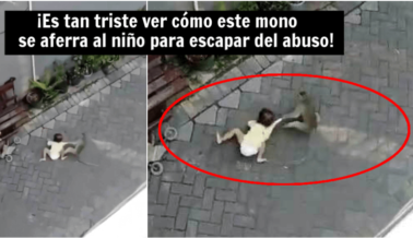 Razón Por la Que Ese Video Viral del ‘Mono Llevándose al Niño’ No Es Gracioso