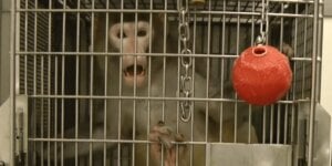 Mono enjaulado en laboratorio de experimentos