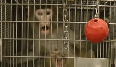 Mira Cómo PETA Ayuda a los Primates Explotados Para Experimentos, Comida y Entretenimiento