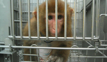 Monos Maltratados en Experimentos de Inhalantes de Volkswagen, ¡Haz Algo!
