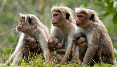 VICTORIA: Aerolínea Deja de Transportar Monos a Laboratorios