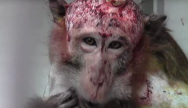 Experimentador Alemán Desecha la Ética, Experimentará con Cerebros de Monos Vivos en China
