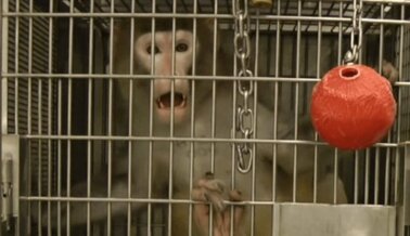 11 Estadísticas Indignantes de Experimentos en Animales