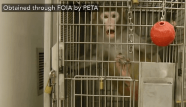 Experimentadores Atormentan a Monos en Instalación Subterránea en Seattle