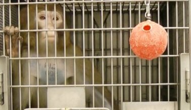 Científico de PETA Descubre a Funcionario de la Universidad de Washington MINTIENDO Acerca de Investigación Sobre COVID-19