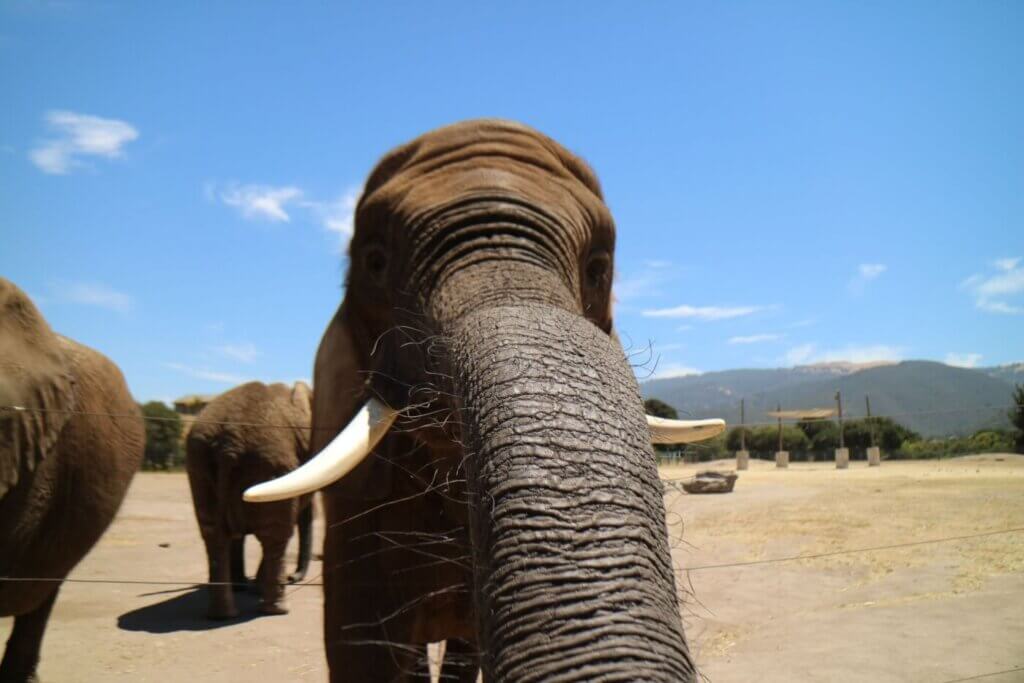 Elephant at Monterey Zoo