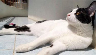 PETA apoya gato que quiere ser alcalde en México