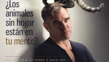 Morrissey: ¿Los Animales Sin Hogar Están en tu Mente?