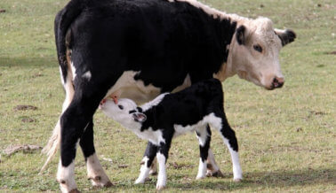 11 razones para dejar de beber leche de vaca