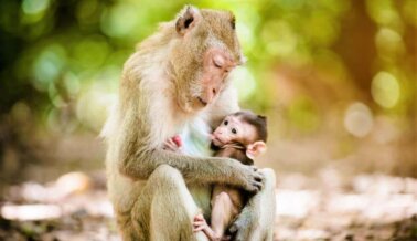PETA se Opone a Peligrosos Planes de Empresa China para Instalación de Monos en Florida
