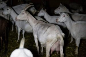 cabras madres encerradas