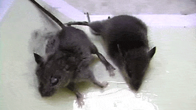 Control de Plagas Trampa Pegamento para Ratas Roedores Ratones Serpntes Bichos 