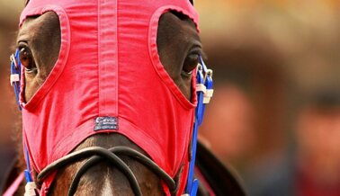 Kimberley Dream se convierte en el duodécimo caballo en morir en Churchill Downs durante la temporada 2023