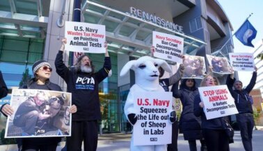 Actualizaciones de la Campaña: La Marina de EE. UU. Mata Animales en Crueles Pruebas de Descompresión