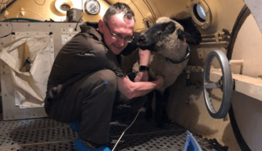 PETA a la Marina: Prohíban el uso de animales en las crueles pruebas de descompresión