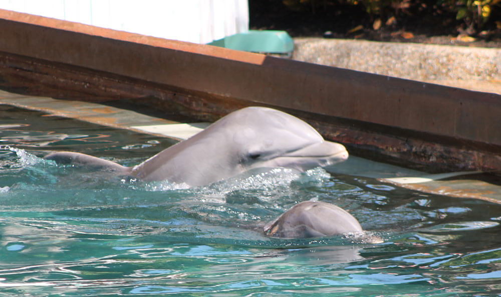 Dolphin at SeaWorld