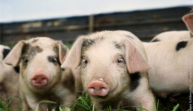 La industria de la carne de cerdo