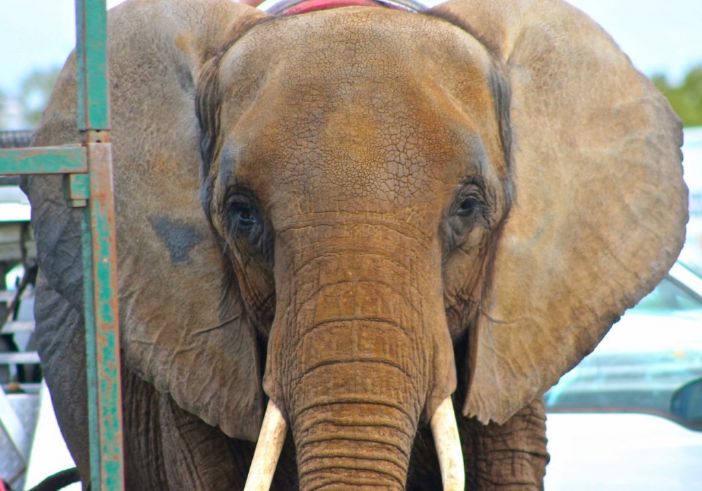 nosey-with-ears-open-2 elephant