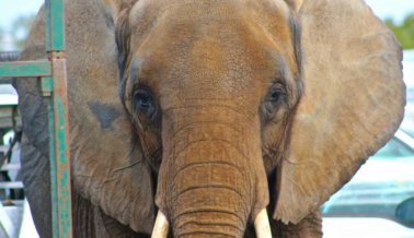 Imágenes desgarradoras de Nosey: La elefante más triste