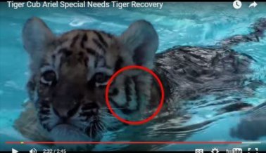 En el video del zoo del cachorro de tigre ‘curado’ hay dos tigres diferentes